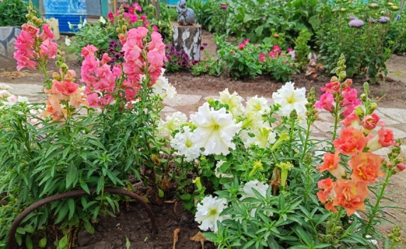 Посейте один раз — и забудьте на годы: эти цветы-самосевы сами возвращаются каждое лето — 5 идей Посейте один раз — и забудьте на годы: эти цветы-самосевы сами возвращаются каждое лето — 5 идей