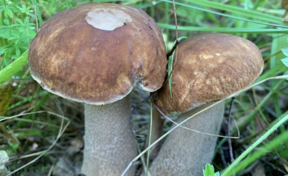 Что скрывает апрельский лес: эти 4 весенних гриба дарят радость после долгой зимы Что скрывает апрельский лес: эти 4 весенних гриба дарят радость после долгой зимы